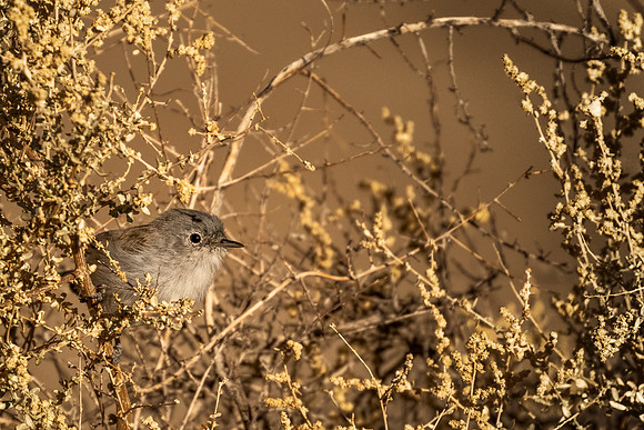 Blue-gray Gnatcatcher - Joshua Tree NP