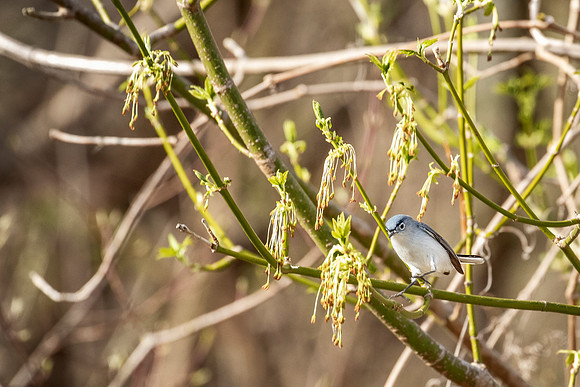 Blue-gray Gnatcatcher - Joshua Tree NP