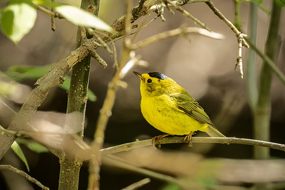 Wilson's Warbler - Magee Marsh