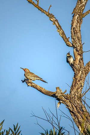 A pair in the tree - Red-shafted Northern Flicker on the left and a Acorn Woodpecker on the right -