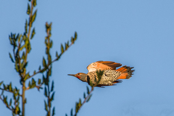 Red-shafted Northern Flicker - Pinnacles NP