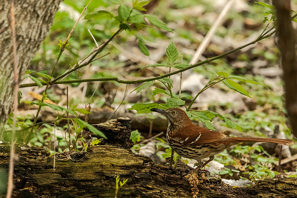 Brown Thrasher - Magee Marsh