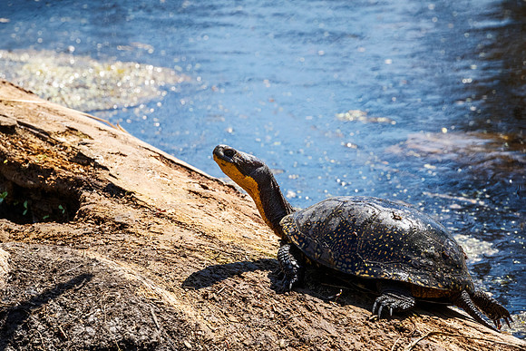 Blanding Turtle - threatened in Ohio - Magee Marsh