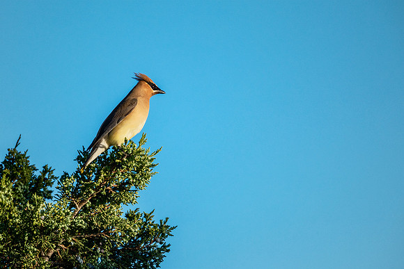 Cedar Waxwing - Hell's Half Acre, Idaho