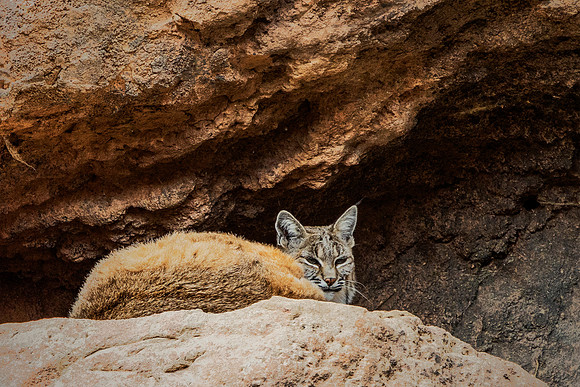 Bobcat - Sonora Desert Museum
