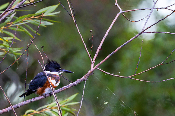 Belted Kingfisher - Ottawa National Wildlife Refuge