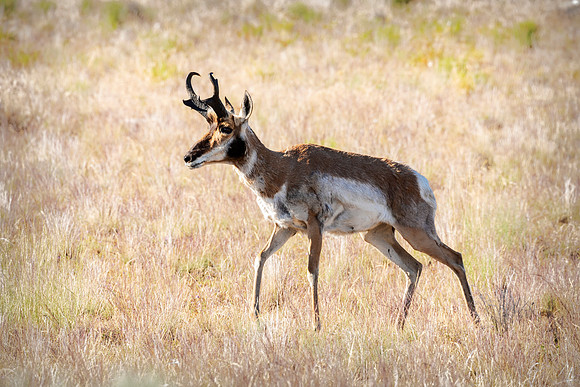 Pronghorn - Antelope Island, UT
