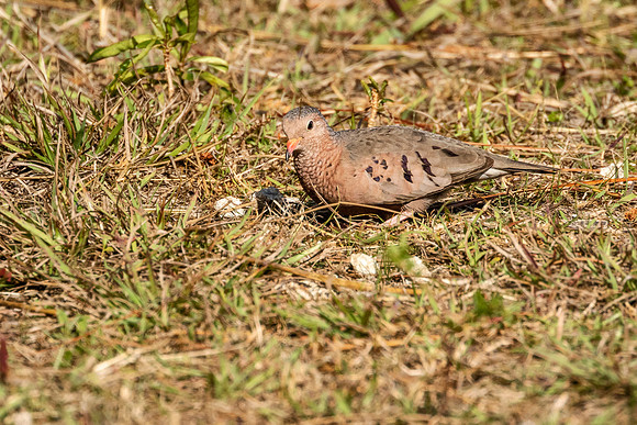 Common Ground-Dove - Everglades National Park