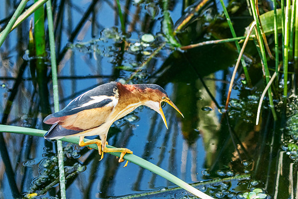 Least Bittern - Green Cay Nature and Wetlands, Florida
