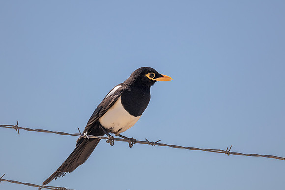 Yellow-billed Magpie - California