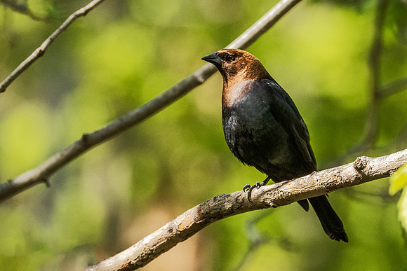 Brown-headed Cowbird - Maumee State Park, Ohio