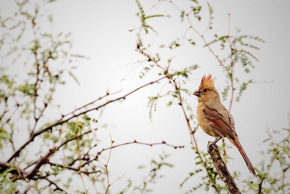 Northern Cardinal, female - Saquaro National Park