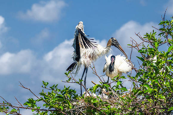 Wood Stork family - Wakodahatchee Wetlands - Delray Beach, Florida