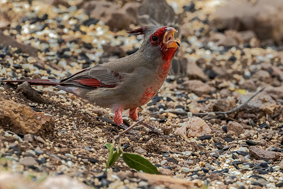 Pyrrhuloxia - Hereford, AZ