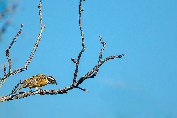 Black-headed Grosbeak, female - Hereford, AZ