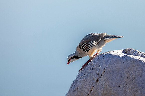 Chukar - Antelope Island State Park, Utah