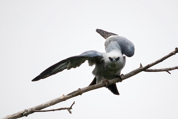 Mississippi Kite - Lincoln Boyhood Home, Indiana