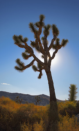Joshua Tree - Joshua Tree NP