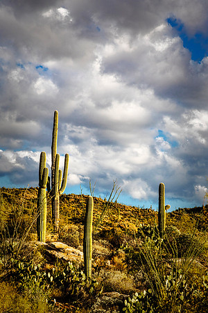Giant Saguaro - Saguaro National Park