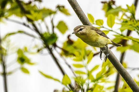 Philadelphia Vireo - Magee Marsh