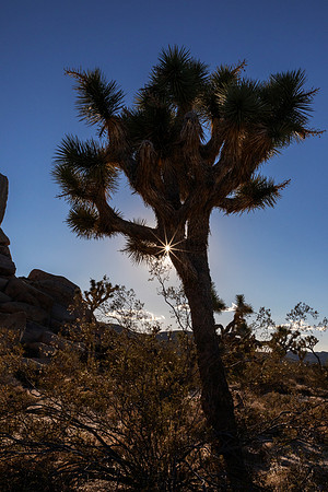 Joshua Tree with sunburst - Joshua Tree NP