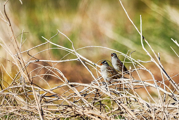 White-crowned Sparrow - Bighorn Canyon National Recreation Area