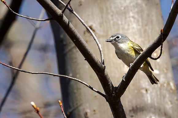 Blue-headed Vireo - Magee Marsh