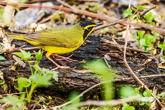 Kentucky Warbler - Magee Marsh