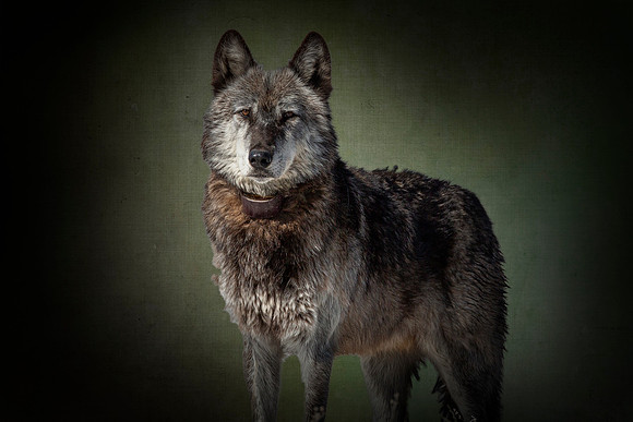 Yellowstone Wolf - Hayden Valley