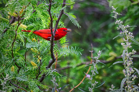 Summer Tanager - Big Bend NP