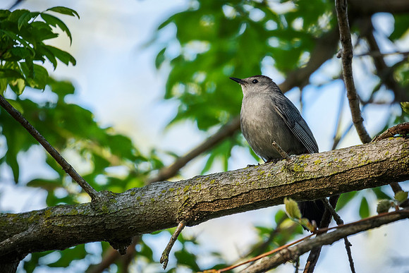 Gray Catbird - Magee Marsh, OH