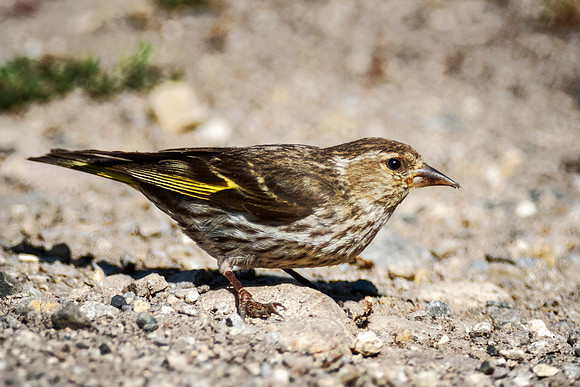 Pine Siskin - Montana