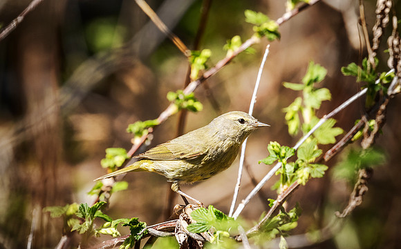 Orange-crowded Warbler - Magee Marsh, OH