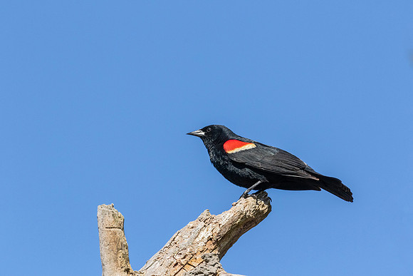 Red-winged Blackbird - Magee Marsh, OH