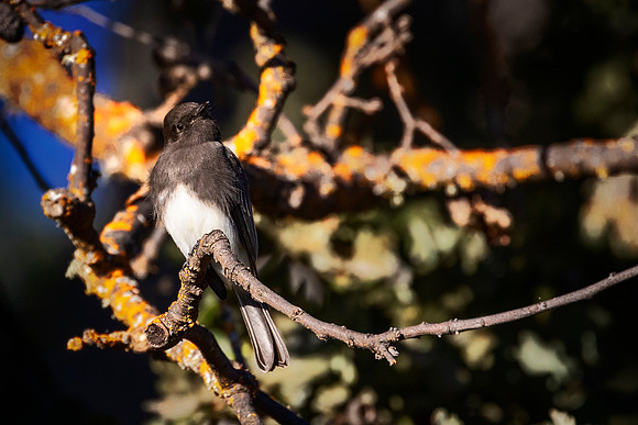 Black Phoebe - Pinnacles NP