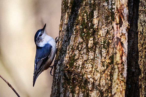 White-breasted Nuthatch - Bruckner Nature Center, OH