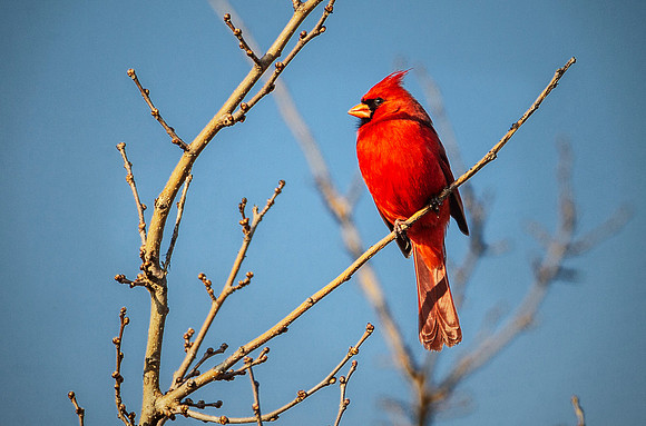 Northern Cardinal - Carriage Hill Farms, Dayton, OH