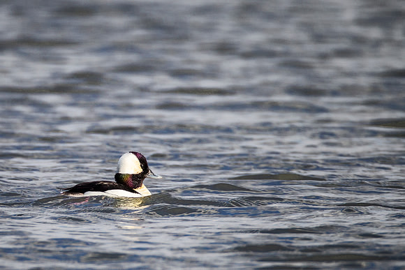 Bufflehead - Carriage Hill Metro Park