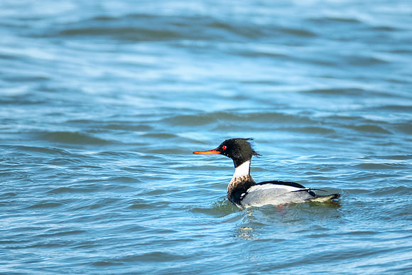 Red-breasted Merganser - Simms Park, Euclid, OH