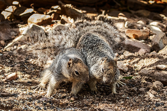 Squirrels - Hereford, AZ