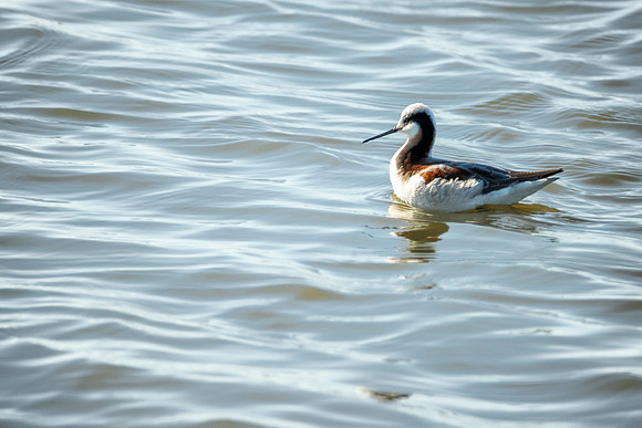 Red-necked Phalarope - Cheyenne Bottoms Wildlife Area