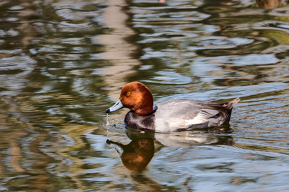 Redhead Duck - Cincinnati Zoo, OH
