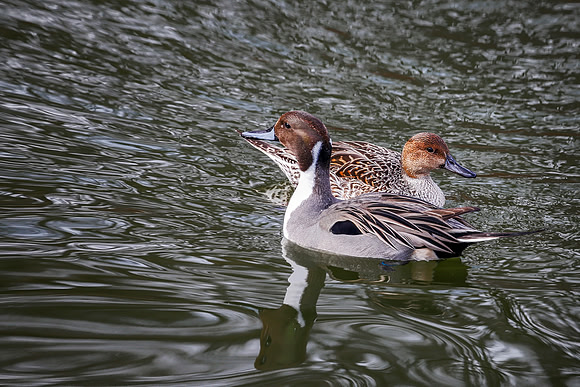 Northern Pintails - St. Louis Zoo