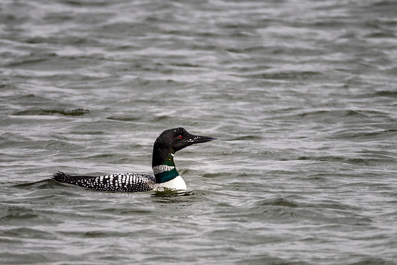 Common Loon - Buck Creek State Park, OH