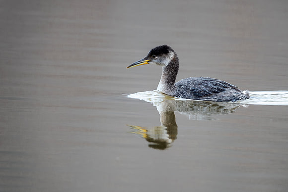 Red-necked Grebe - East Fork State Park, OH