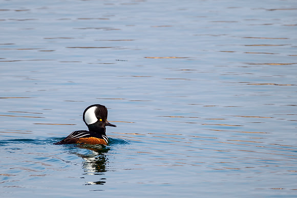 Hooded Merganser - Eastwood Lake, OH