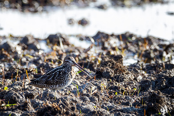Wilson's Snipe - Ottawa NWR, OH