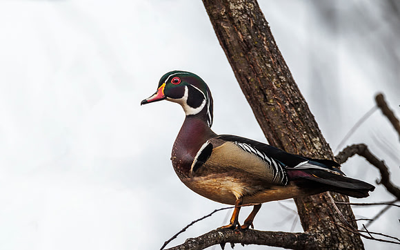 Wood Duck - Magee Marsh, OH