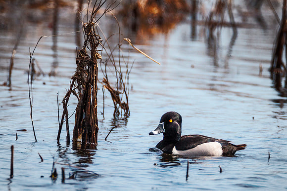 Ring-necked Duck - Ottawa NWR