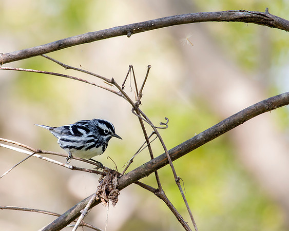 Black-and-white Warbler